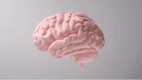 Hormonas durante la menstruación modifican todo el cerebro Hormonas durante la menstruación modifican todo el cerebro