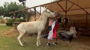 "Pensé que me iba a arrancar el dedo": Junior Playboy sufrió inesperado ataque del burro de 'Tierra Brava'