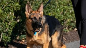 Expulsan a perro de Joe Biden de la Casa Blanca por morder a agentes
