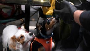 ¡No soy perro pero guau!: Restorán canino se roba las miradas en Roma ¡No soy perro pero guau!: Restorán canino se roba las miradas en Roma