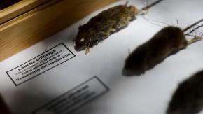 Seremi de Salud confirma primera muerte del año por virus Hanta en la Región Metropolitana