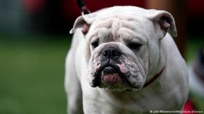 Misteriosa enfermedad se propaga rápidamente entre perros en EEUU Misteriosa enfermedad se propaga rápidamente entre perros en EEUU