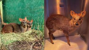 Fundación advierte de ataques de perros asilvestrados a pudúes: De los 35 casos que han visto, 27 murieron Fundación advierte de ataques de perros asilvestrados a pudúes: De los 35 casos que han visto, 27 murieron
