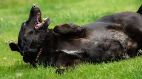 Test de inteligencia en perros: el labrador es el más torpe Test de inteligencia en perros: el labrador es el más torpe