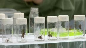Alerta por presencia de araña de rincón: cómo distinguirla y cuándo su mordida puede ser mortal