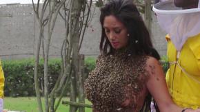 Pamela Díaz se dejó cubrir por miles de abejas en gran desafío de "Tierra Brava" Pamela Díaz se dejó cubrir por miles de abejas en gran desafío de "Tierra Brava"
