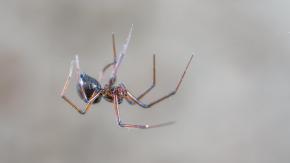 Hombre aseguró que una araña puso sus huevos en el dedo del pie Hombre aseguró que una araña puso sus huevos en el dedo del pie