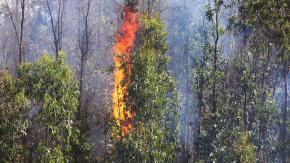 Botón Rojo en siete regiones por posibilidad de incendios forestales: Estas son las zonas de mayor riesgo Botón Rojo en siete regiones por posibilidad de incendios forestales: Estas son las zonas de mayor riesgo
