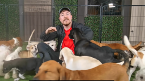 ¡Rescató 100 perritos!: El solidario gesto navideño de MrBeast 