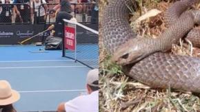 Serpiente venenosa interrumpe partido de tenis en ATP de Brisbane en Australia Serpiente venenosa interrumpe partido de tenis en ATP de Brisbane en Australia