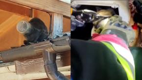 Rescatan a gato que tenía la cabeza atrapada en un tarro de mayonesa en Osorno: Llevaba dos semanas así Rescatan a gato que tenía la cabeza atrapada en un tarro de mayonesa en Osorno: Llevaba dos semanas así