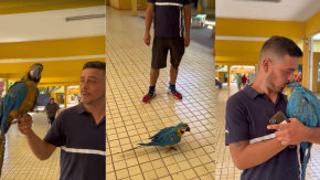 Hombre fue a votar con un guacamayo en el Plebiscito: "Va conmigo a todos lados"