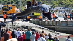 Muerte de una ballena conmueve a ciudad de Nueva Zelanda Muerte de una ballena conmueve a ciudad de Nueva Zelanda