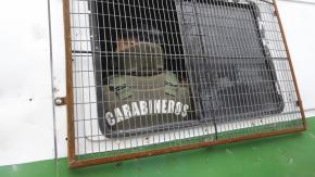 Detienen a motorista por ofrecer dinero durante fiscalización en La Cisterna Detienen a motorista por ofrecer dinero durante fiscalización en La Cisterna