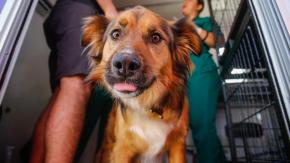 Seremi de Salud descartó aplicar eutanasia a perros callejeros de San Pedro de Atacama Seremi de Salud descartó aplicar eutanasia a perros callejeros de San Pedro de Atacama