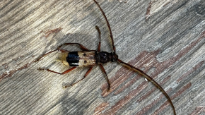 ¿Es peligroso para los humanos? Este es el origen del extraño insecto que apareció en Providencia ¿Es peligroso para los humanos? Este es el origen del extraño insecto que apareció en Providencia