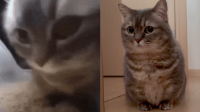 Conoce el origen del gato del trend “Dubidubidu”: Es de Japón y se llama Cocoa Conoce el origen del gato del trend “Dubidubidu”: Es de Japón y se llama Cocoa