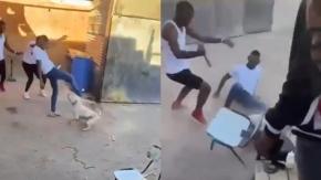 Detienen a hombre acusado de brutal maltrato a perrito en Copiapó Detienen a hombre acusado de brutal maltrato a perrito en Copiapó