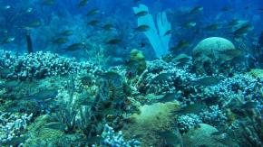Chile, el primero en ratificar el Acuerdo sobre la Biodiversidad Marina Chile, el primero en ratificar el Acuerdo sobre la Biodiversidad Marina