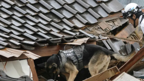Perro salva a anciana en Japón 72 horas después de terremoto Perro salva a anciana en Japón 72 horas después de terremoto