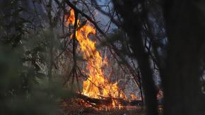 Alcaldesa de Villa Alemana aseguró que al menos 50 viviendas han sido afectadas por incendios