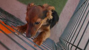 Jornada de adopción: ¿Cómo darles un hogar a los animalitos rescatados de los incendios en Valparaíso? Jornada de adopción: ¿Cómo darles un hogar a los animalitos rescatados de los incendios en Valparaíso?