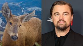 Leonardo DiCaprio visibilizó peligro de extinción del huemul y se llenó de elogios: “Chile te ama” Leonardo DiCaprio visibilizó peligro de extinción del huemul y se llenó de elogios: “Chile te ama”