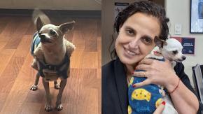 Después de 5 años: Perro chihuahua volvió con su dueño tras haber sido robado desde la Plaza de Armas de Santiago Después de 5 años: Perro chihuahua volvió con su dueño tras haber sido robado desde la Plaza de Armas de Santiago