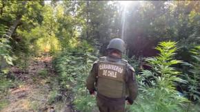 Incautan 18.113 plantas de marihuana en la Región de O'Higgins Incautan 18.113 plantas de marihuana en la Región de O'Higgins