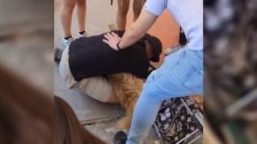 El emotivo reencuentro entre joven y su perrito tras incendios en Valparaíso El emotivo reencuentro entre joven y su perrito tras incendios en Valparaíso