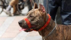 “Está viva de milagro”: Mujer de 77 años fue atacada por cinco perros pitbull mientras caminaba en Argentina “Está viva de milagro”: Mujer de 77 años fue atacada por cinco perros pitbull mientras caminaba en Argentina