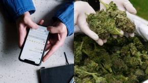 Vendía drogas por WhatsApp y se equivocó de grupo: Hombre fue detenido por microtráfico en Temuco Vendía drogas por WhatsApp y se equivocó de grupo: Hombre fue detenido por microtráfico en Temuco