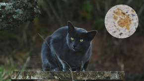 ¿Por qué un gato tiene en alerta a la ciudad de Fukuyama en Japón?