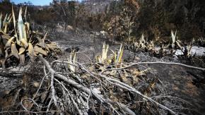 Diputados aprueban Ley de Incendios, pero rechazan prohibición para construir en terrenos siniestrados Diputados aprueban Ley de Incendios, pero rechazan prohibición para construir en terrenos siniestrados