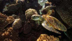 NotCo recreó una sopa de tortuga usando inteligencia artificial