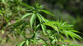 Incautan 70 kilos de marihuana en la casa de una alcaldesa en Francia Incautan 70 kilos de marihuana en la casa de una alcaldesa en Francia