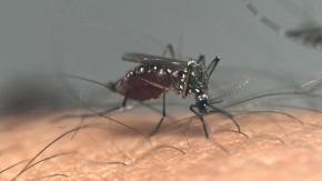 ¿Sirve la vacuna? 4 preguntas y respuestas sobre el Dengue, cuyo mosquito ya apareció en Los Andes ¿Sirve la vacuna? 4 preguntas y respuestas sobre el Dengue, cuyo mosquito ya apareció en Los Andes