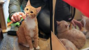 Estudio revela la razón del fuerte olor en la orina de los gatos Estudio revela la razón del fuerte olor en la orina de los gatos