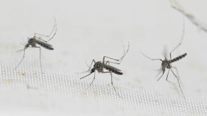 Más de 100 muertos por brote histórico de dengue en Argentina Más de 100 muertos por brote histórico de dengue en Argentina