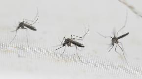 Chile ya superó la cifra de dengue de todo el 2023: Dónde hay casos y cómo se previene Chile ya superó la cifra de dengue de todo el 2023: Dónde hay casos y cómo se previene