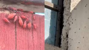 Vecinos denuncian plaga del Chinche del Arce en zona oriente de la Región Metropolitana Vecinos denuncian plaga del Chinche del Arce en zona oriente de la Región Metropolitana