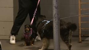 "Estaba muy drogado": Sujeto que lanzó a perro desde piso 12 en Santiago tenía 45 bolsas con tusi y agredió a una vecina "Estaba muy drogado": Sujeto que lanzó a perro desde piso 12 en Santiago tenía 45 bolsas con tusi y agredió a una vecina