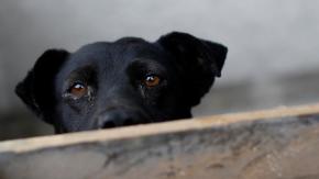 Cámara rechaza proyecto que permitía la caza de perros asilvestrados Cámara rechaza proyecto que permitía la caza de perros asilvestrados