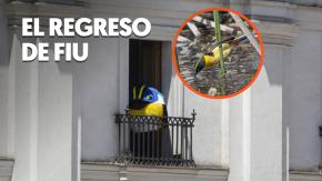 ¡Fiu volvió a La Moneda! Captan a un siete colores en el centro de Santiago ¡Fiu volvió a La Moneda! Captan a un siete colores en el centro de Santiago