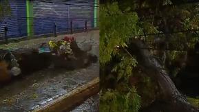Árbol caído arrasa con cables del tendido eléctrico en Maipú Árbol caído arrasa con cables del tendido eléctrico en Maipú