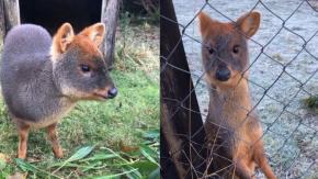Perro entró a centro de conservación de Chiloé y mató a dos pudúes Perro entró a centro de conservación de Chiloé y mató a dos pudúes