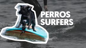 La peculiar exhibición de perros surfeando en España La peculiar exhibición de perros surfeando en España