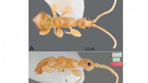 Hallan una nueva especie de avispa sin alas en Puerto Rico Hallan una nueva especie de avispa sin alas en Puerto Rico