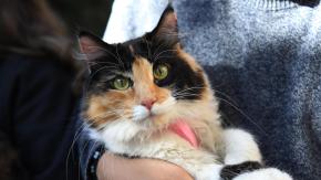 Hombre estranguló al gato de la familia en presencia de sus hijos: fue formalizado por maltrato animal Hombre estranguló al gato de la familia en presencia de sus hijos: fue formalizado por maltrato animal