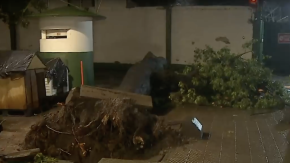 A centímetros de unas casas de perros: Árbol cae sobre moto en Santiago A centímetros de unas casas de perros: Árbol cae sobre moto en Santiago
